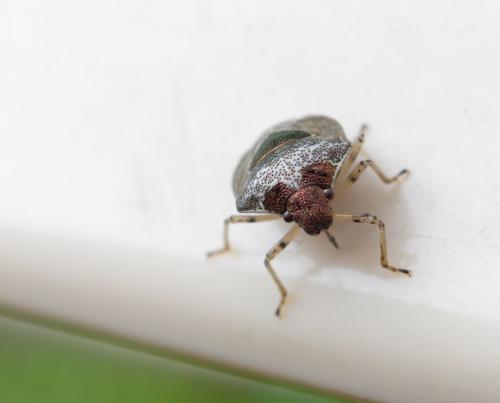 Stagonomus venustissimus