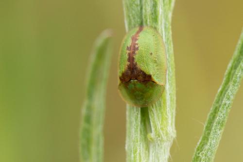 Réf. 284 406 : Cassida sp.