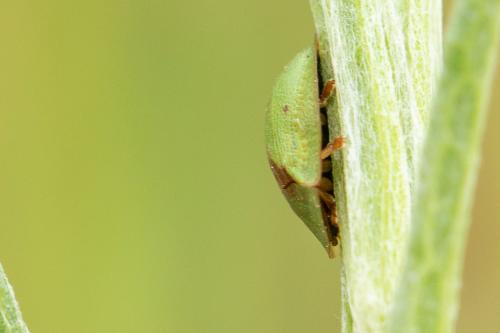 Réf. 284 407 : Cassida sp.