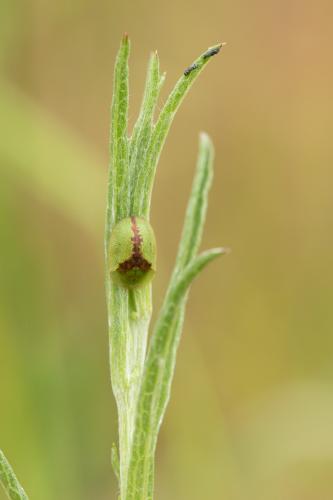 Réf. 284 408 : Cassida sp.