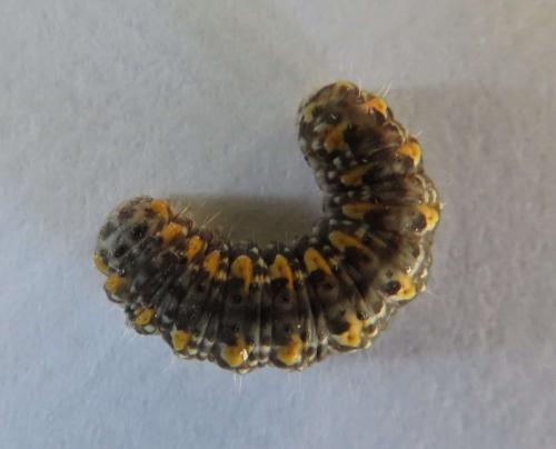 Bryophila sp.