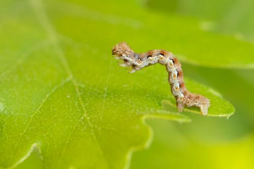 Erannis defoliaria