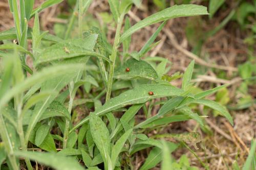 Réf. 284 415 : Sphaeroderma sp.