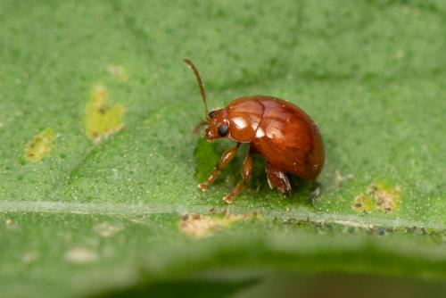 Réf. 284 414 : Sphaeroderma sp.