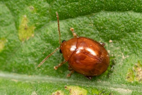 Réf. 284 413 : Sphaeroderma sp.