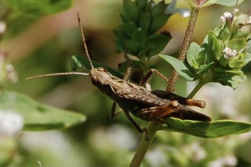 Réf. 284 464 : Chorthippus sp.