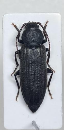 Asemum striatum