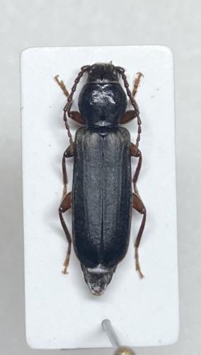 Tetropium gabrieli
