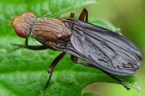 Pelidnoptera nigripennis