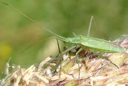 Réf. 284 144 : Megaloceroea recticornis