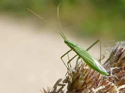 Réf. 284 145 : Megaloceroea recticornis