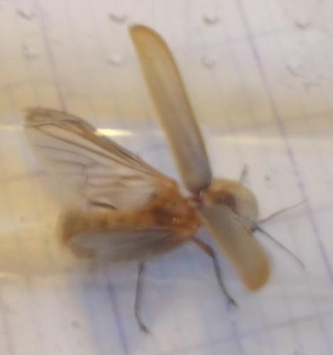 Réf. 284 781 : Nyctophila reichii