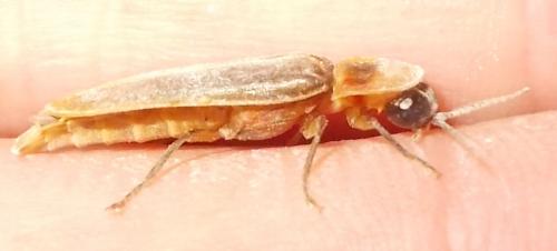 Nyctophila reichii