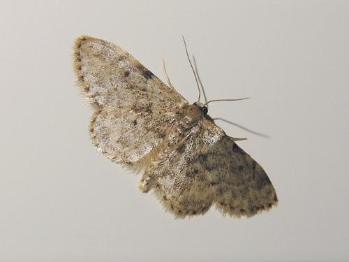 Réf. 284 604 : Idaea inquinata