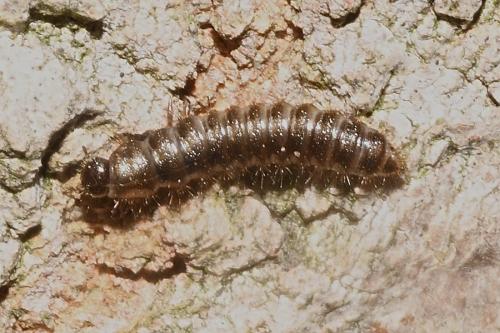 Lagria sp.