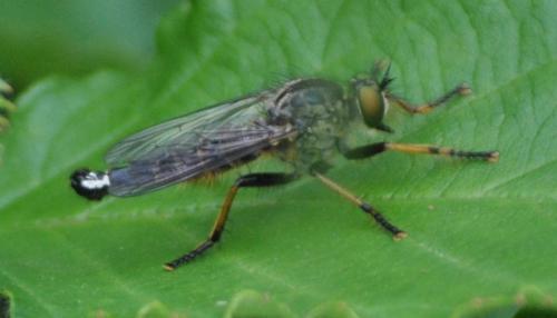 Réf. 284 777 : Neomochtherus geniculatus