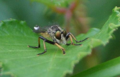 Réf. 284 779 : Neomochtherus geniculatus