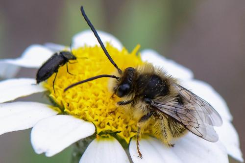 Réf. 284 509 : Eucera sp.