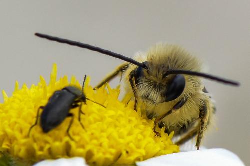 Réf. 284 510 : Eucera sp.