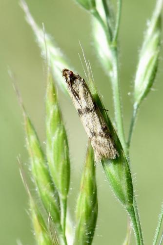 Homoeosoma sinuella