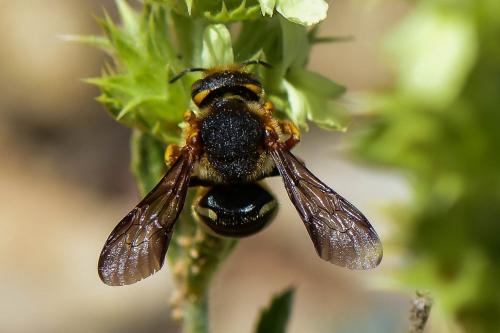 Réf. 284 908 : Rhodanthidium sp.