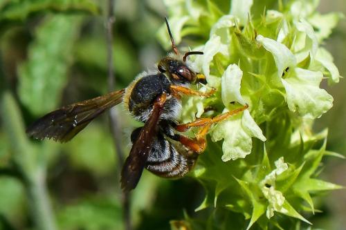 Réf. 284 950 : Rhodanthidium sticticum