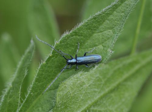 Réf. 284 667 : Agapanthia intermedia