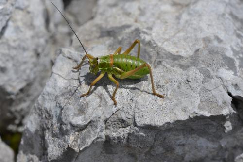 Réf. 284 918 : Ephippiger diurnus