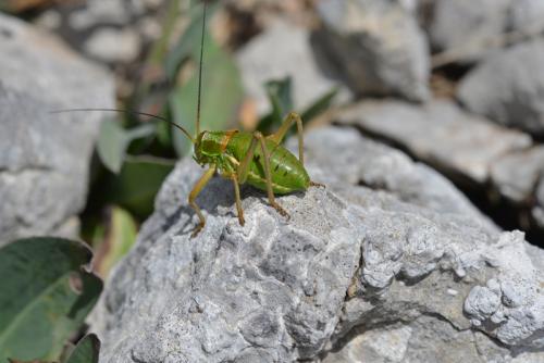 Réf. 284 919 : Ephippiger diurnus