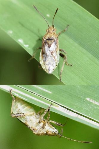 Réf. 284 753 : Stictopleurus punctatonervosus