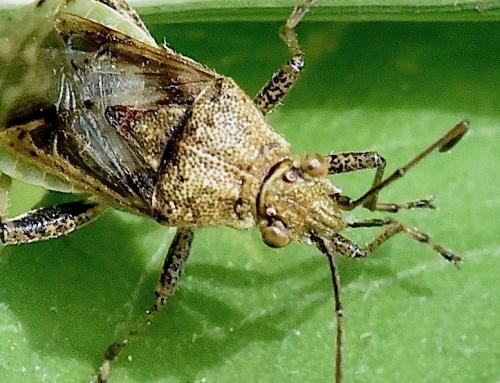 Réf. 284 937 : Stictopleurus punctatonervosus