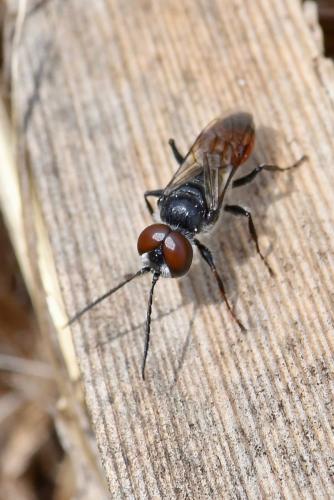 Astata sp.