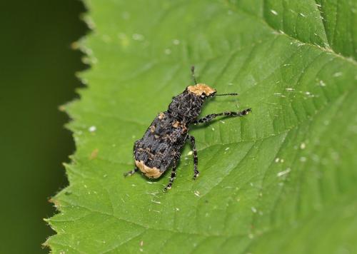 Réf. 284 744 : Platyrhinus resinosus