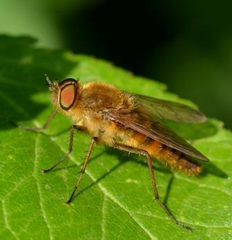 Thereva sp.