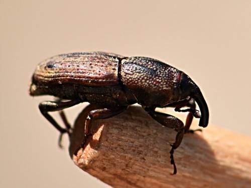 Réf. 284 987 : Sphenophorus placidus vestitus