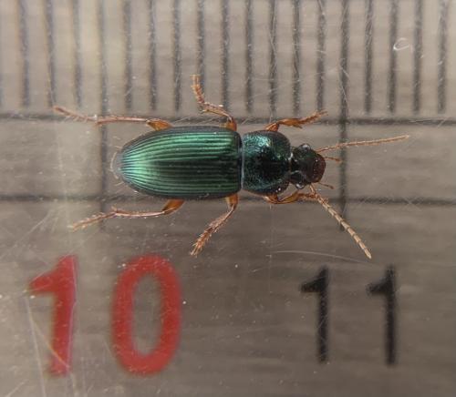 Réf. 284 603 : Ophonus azureus