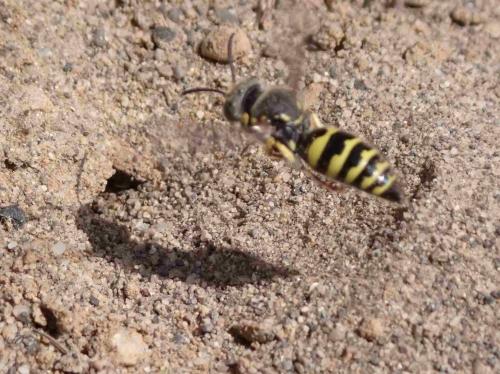 Bembecinus tridens