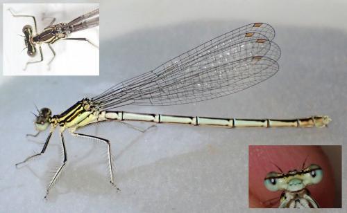 Platycnemis pennipes