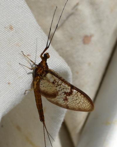 Ephemera glaucops
