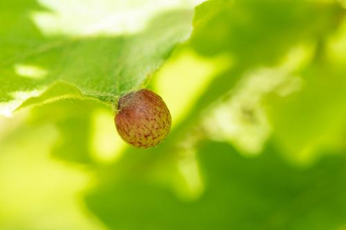 Réf. 284 300 : Neuroterus quercusbaccarum