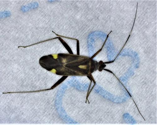 Closterotomus ventralis