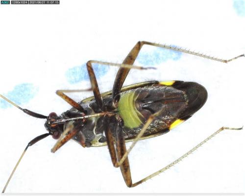 Réf. 284 864 : Closterotomus ventralis