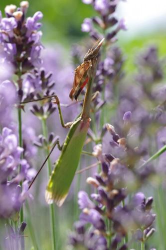 Réf. 284 439 : Empusa pennata