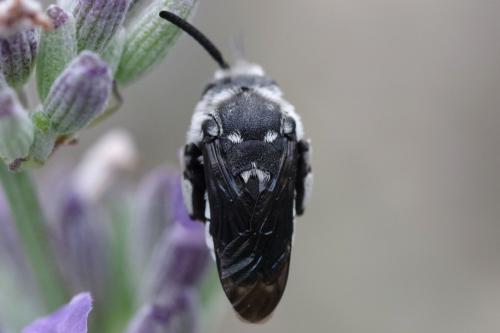 Thyreus ramosus