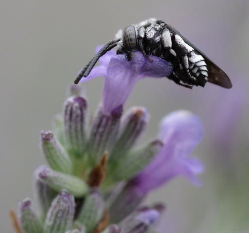 Thyreus ramosus
