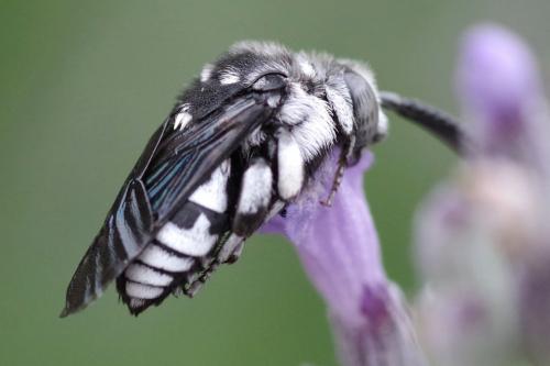 Thyreus ramosus