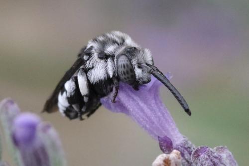 Thyreus ramosus