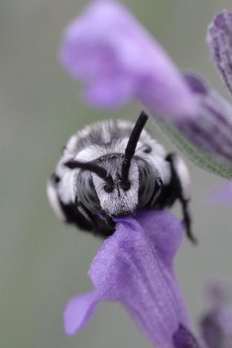Thyreus ramosus