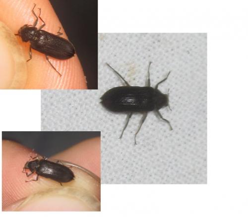 Potamophilus acuminatus