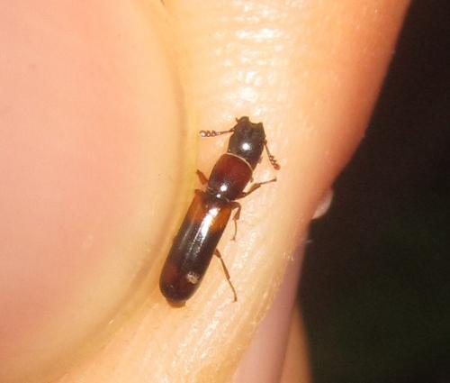 Nemozoma caucasicum